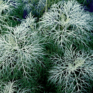 Artemisia MAKANA™ ‘Silver’ teal plants